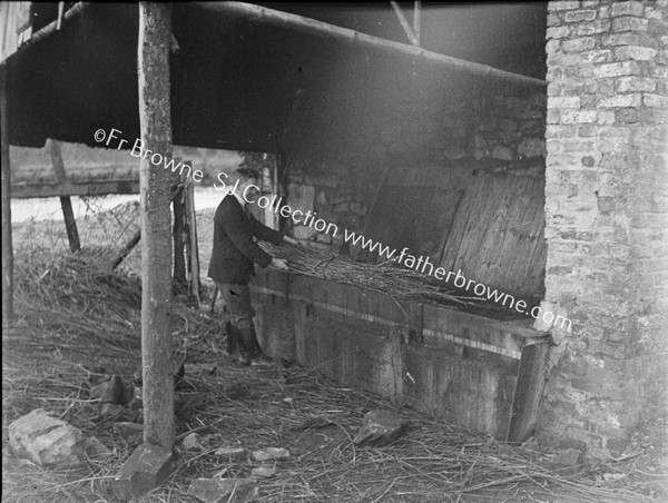 STEAMING SALLIES TO REMOVE BARK